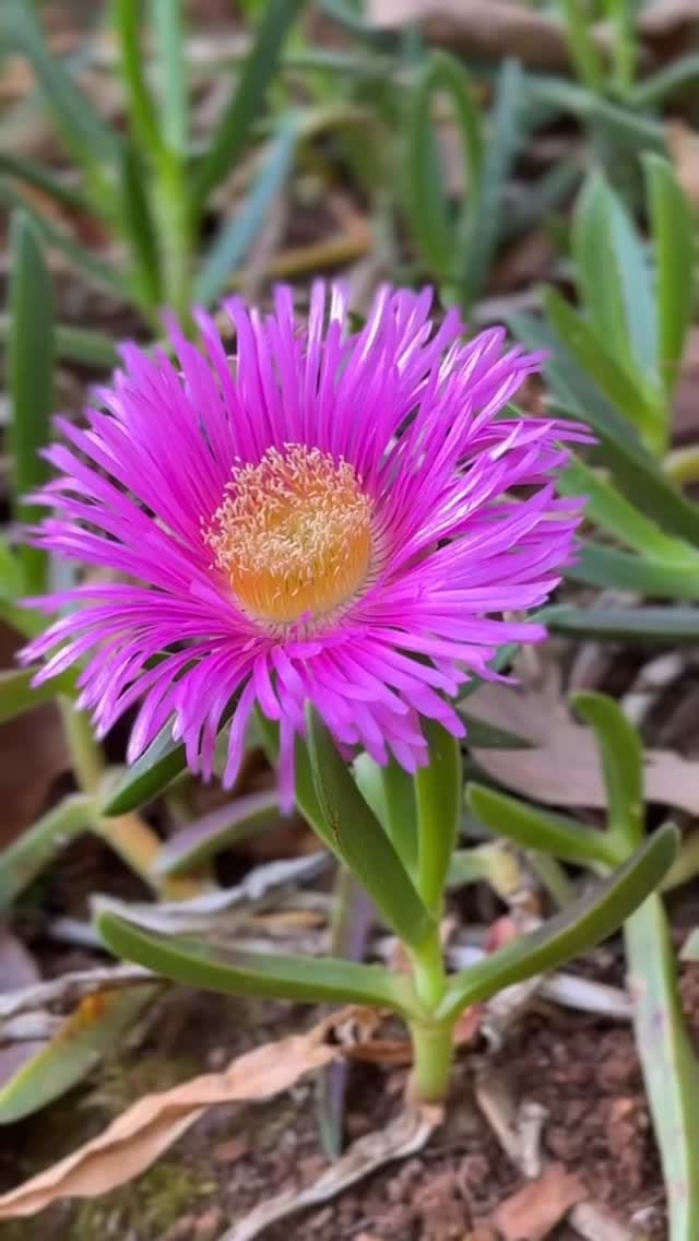 Post 8 by Liz Costigan Fleury on Instagram (video)