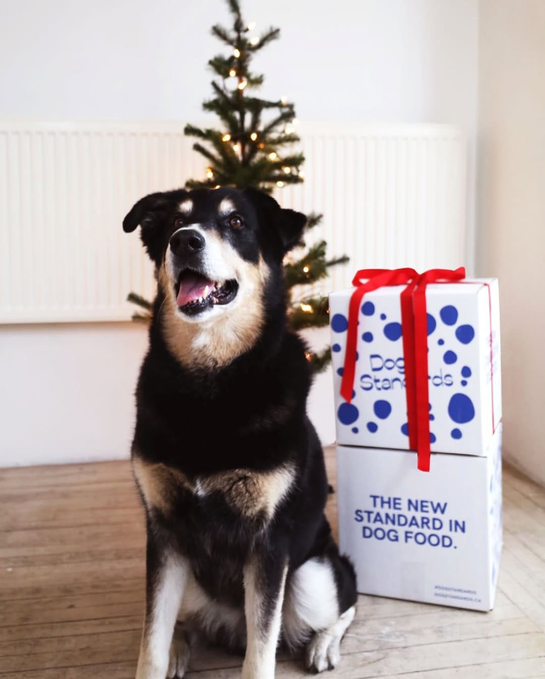 Post 8 by Dog Standards Fresh Dog Food on Instagram (image)