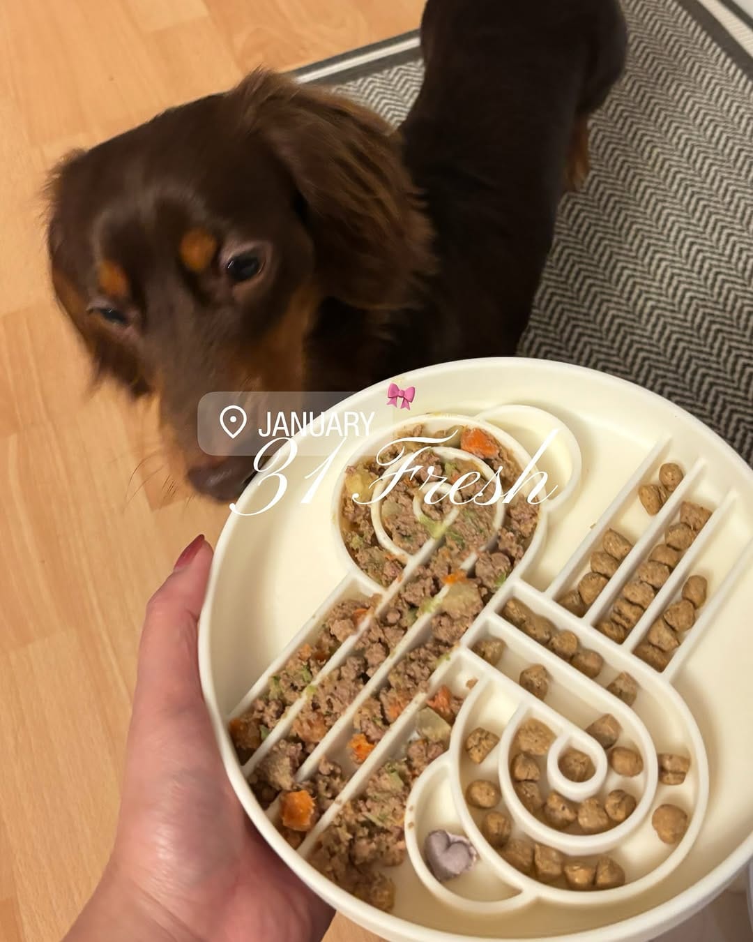 Post 3 by Dog Standards Fresh Dog Food on Instagram (carousel)