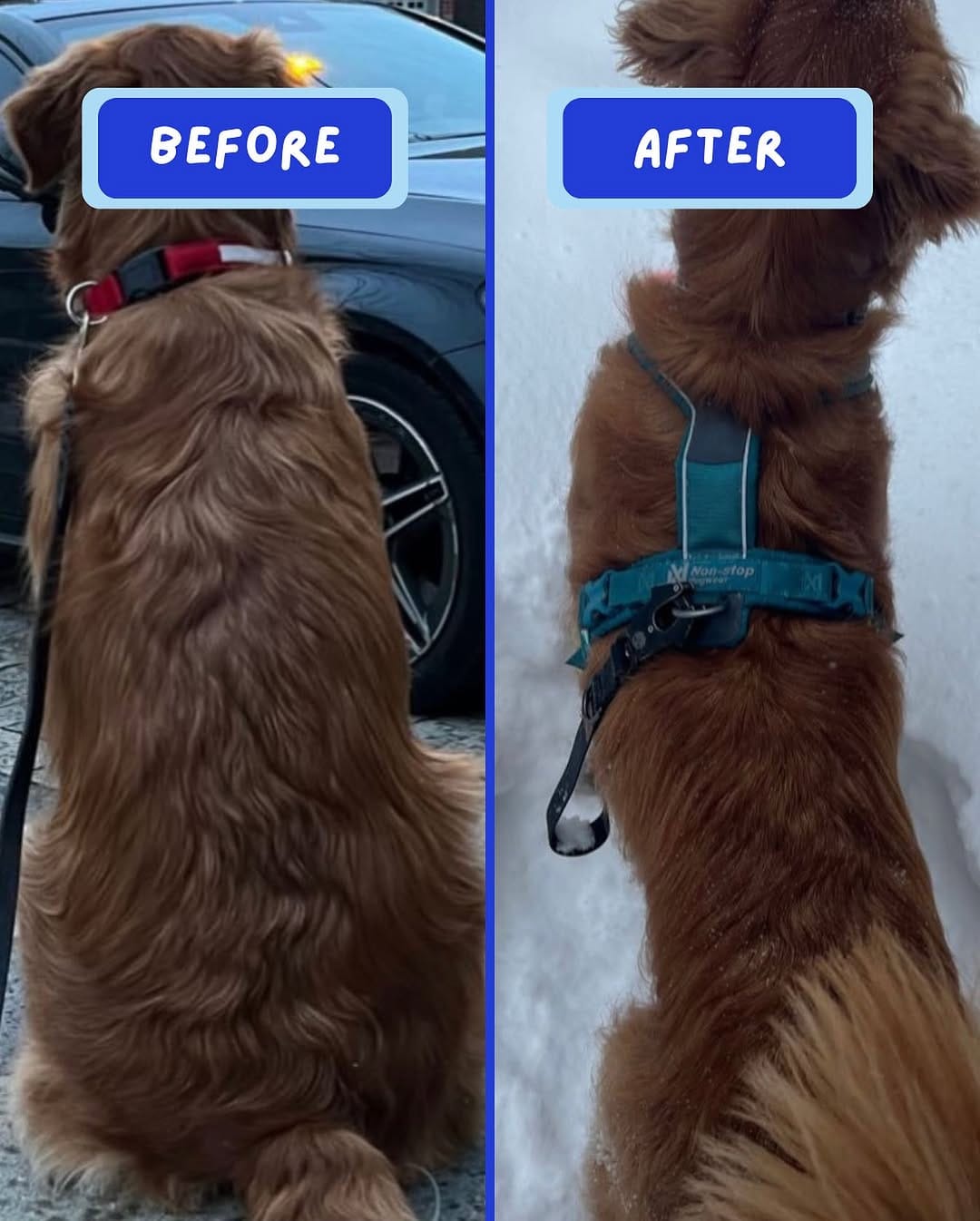Post 10 by Dog Standards Fresh Dog Food on Instagram (image)