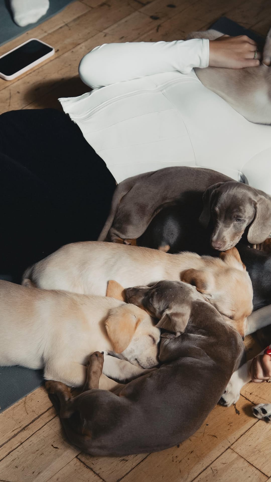 Post 7 by Puppy Yoga Glasgow on Instagram (video)