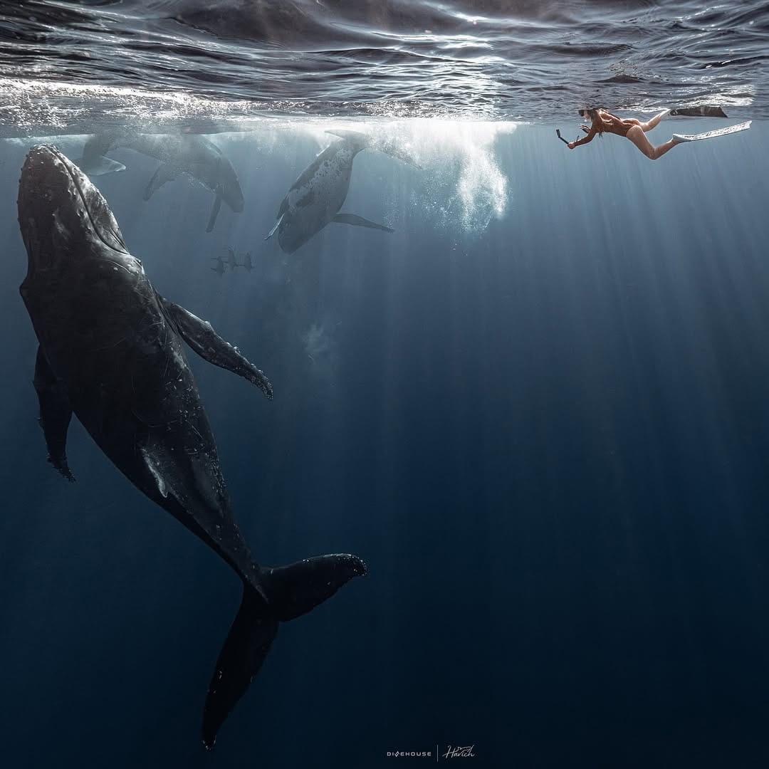 Post 7 by Oceaner Freediving on Instagram (image)