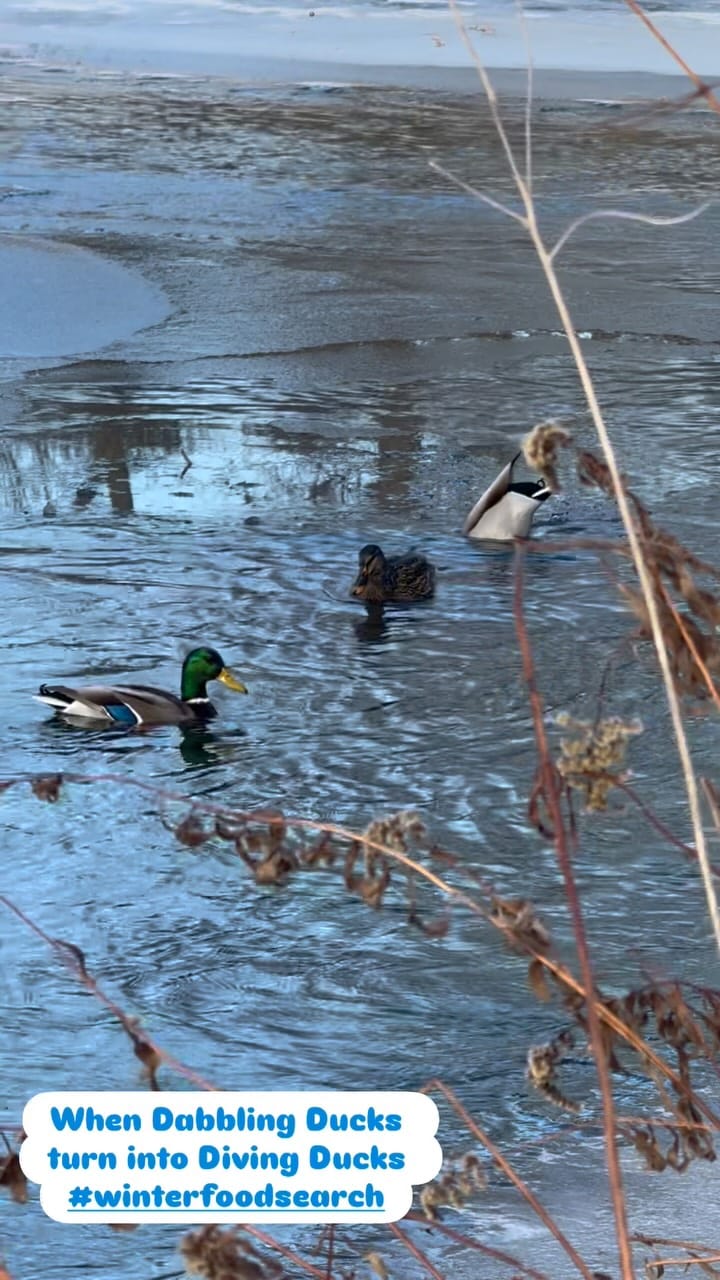 Post 1 by Sarah Delyea | Ontario 🇨🇦 on Instagram (video)
