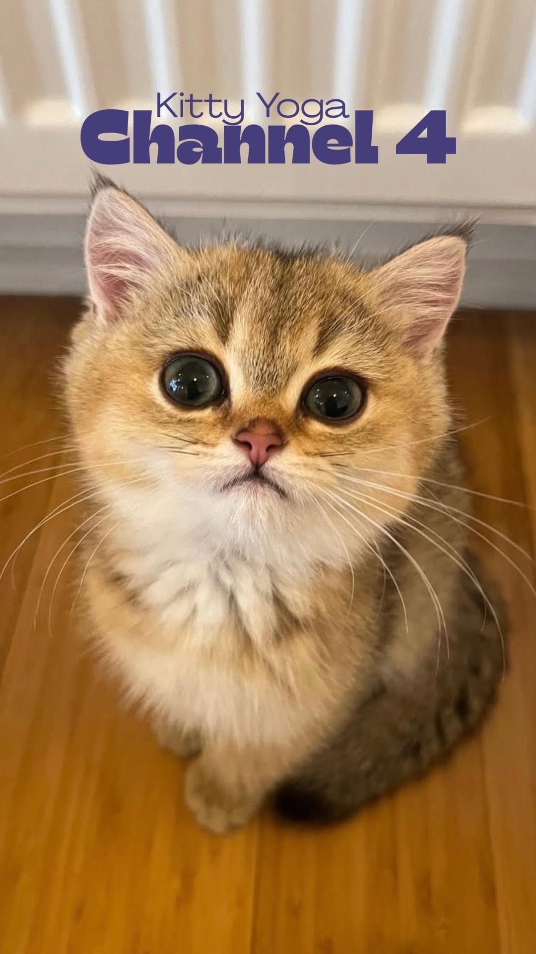 Post 1 by Kitty Yoga London 🐾 on Instagram (video)