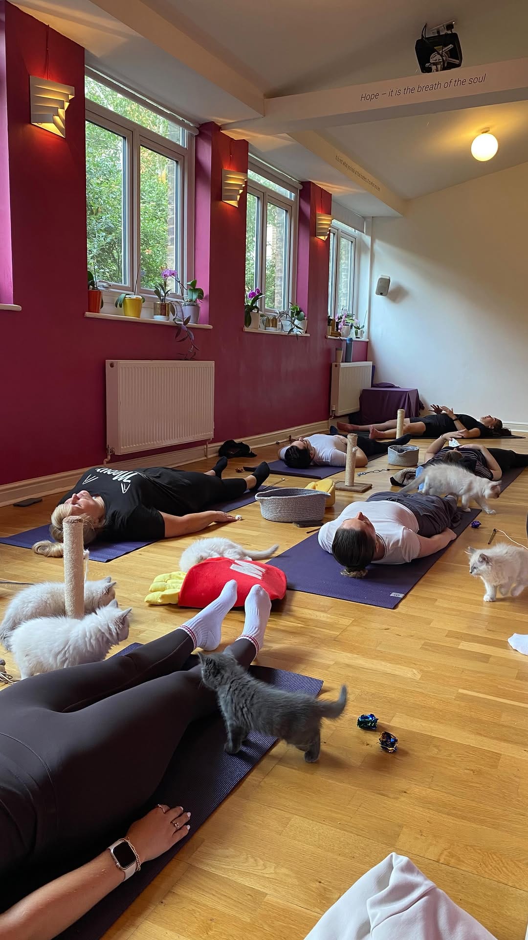 Post 7 by Kitty Yoga London 🐾 on Instagram (video)