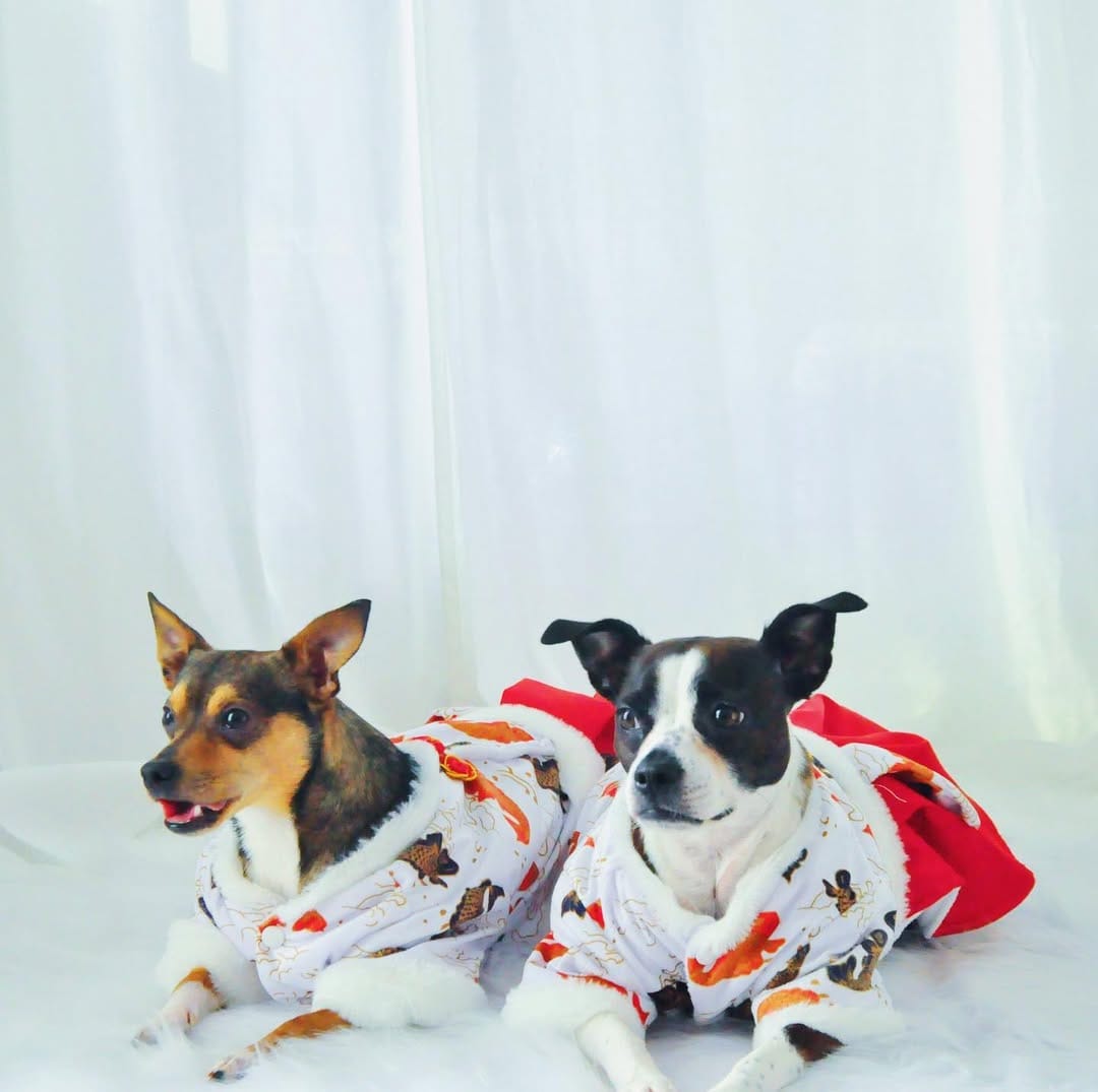 Post 4 by OREO🖤& BRUNO🤎 on Instagram (image)