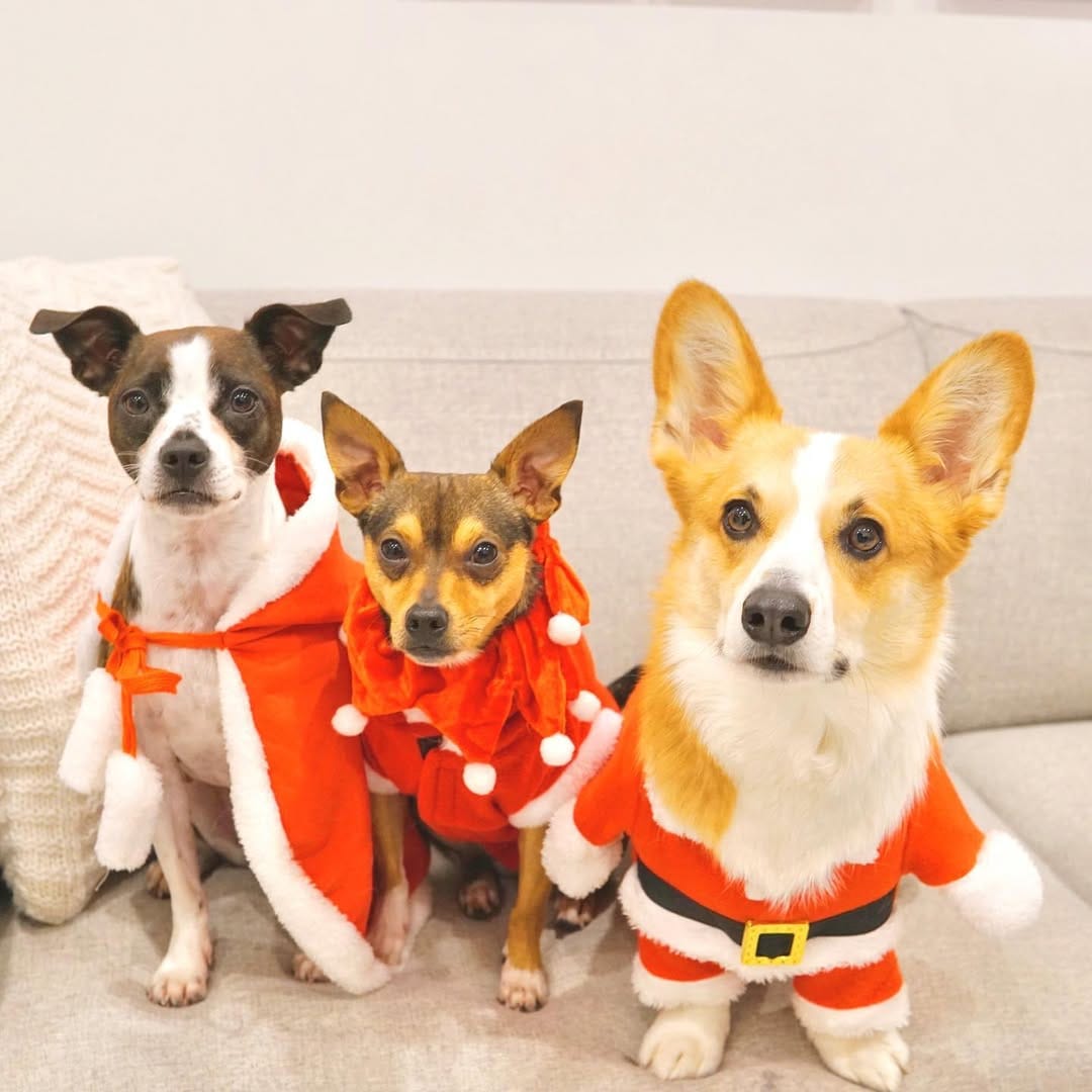 Post 10 by OREO🖤& BRUNO🤎 on Instagram (image)