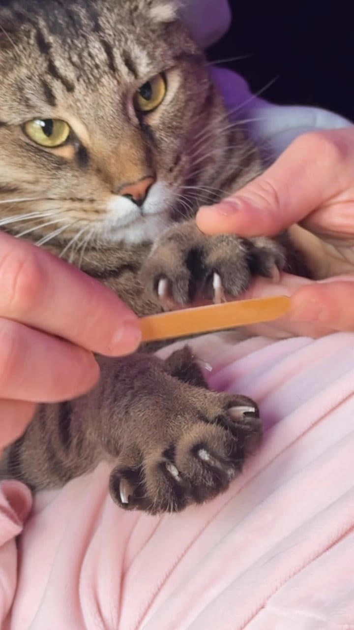 Post 3 by House of JIMBO on Instagram (video)