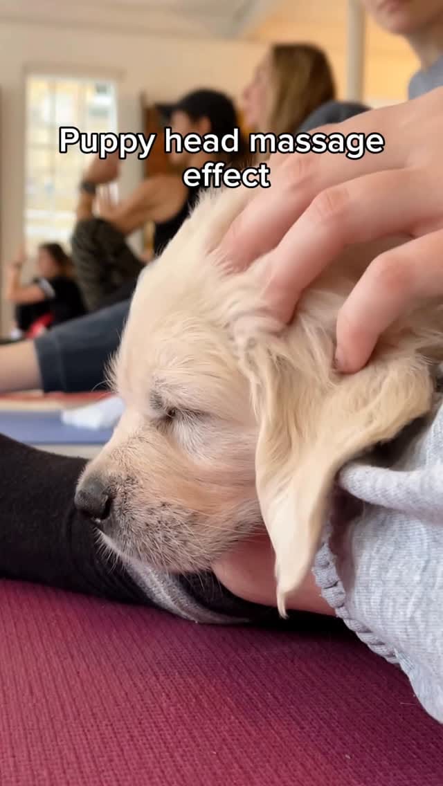 Post 3 by Pets Yoga 🐾 on Instagram (video)