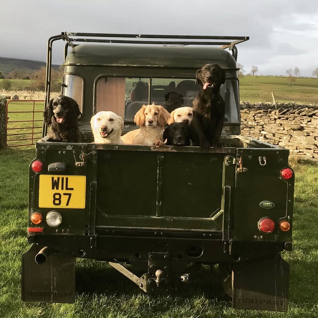 Post 9 by @countrygirl_toomanygundogs on Instagram (image)