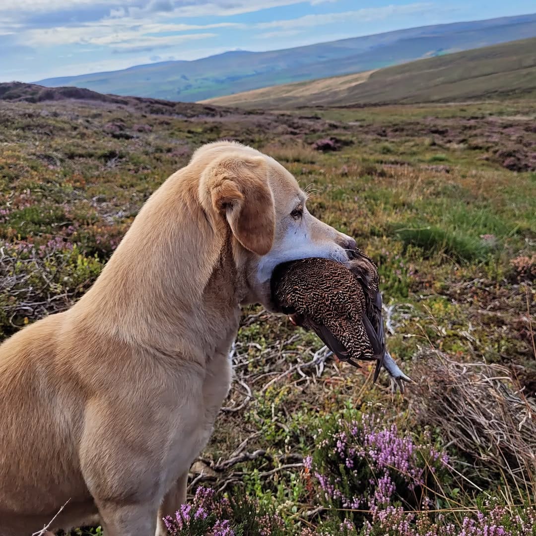 Post 3 by @countrygirl_toomanygundogs on Instagram (image)