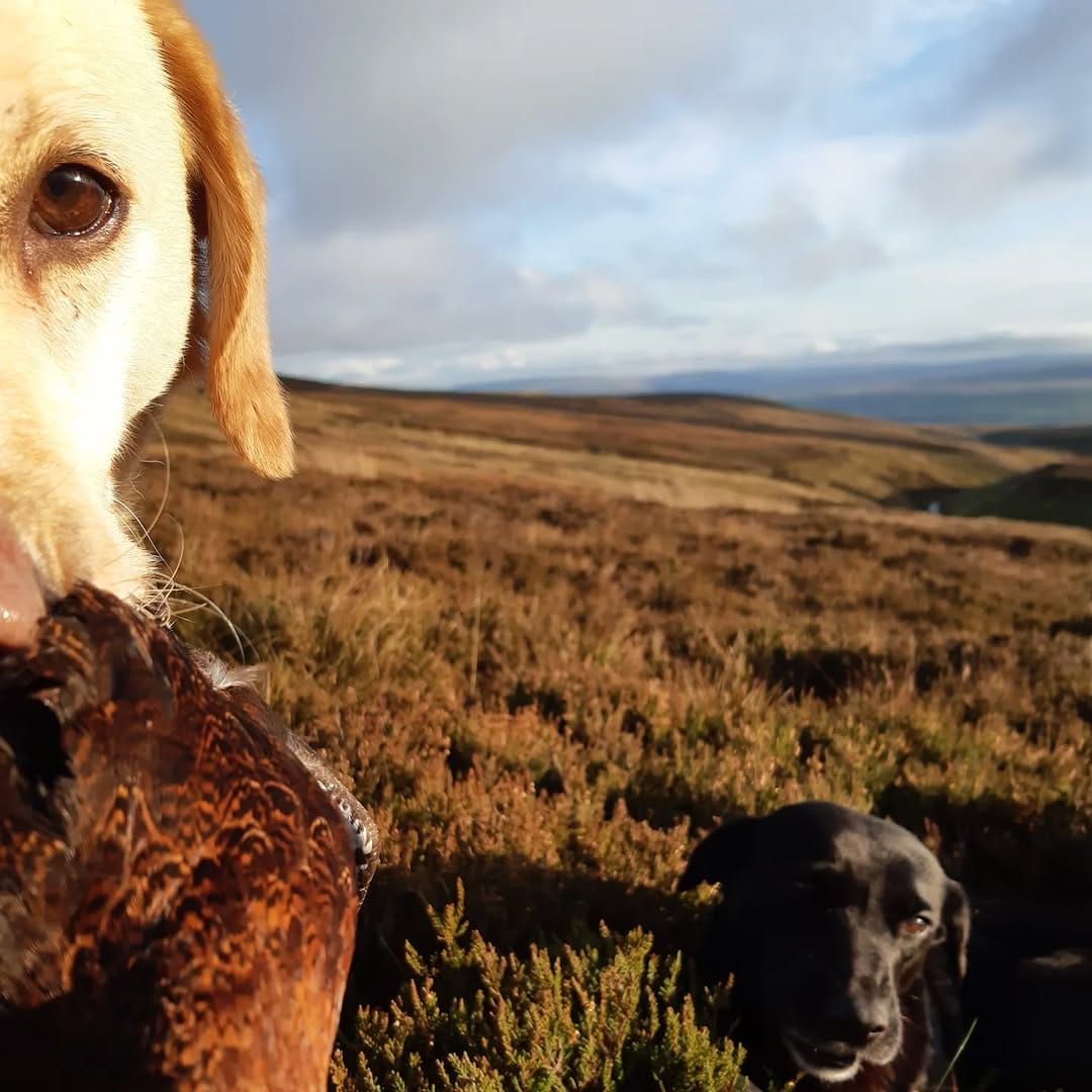 Post 5 by @countrygirl_toomanygundogs on Instagram (image)
