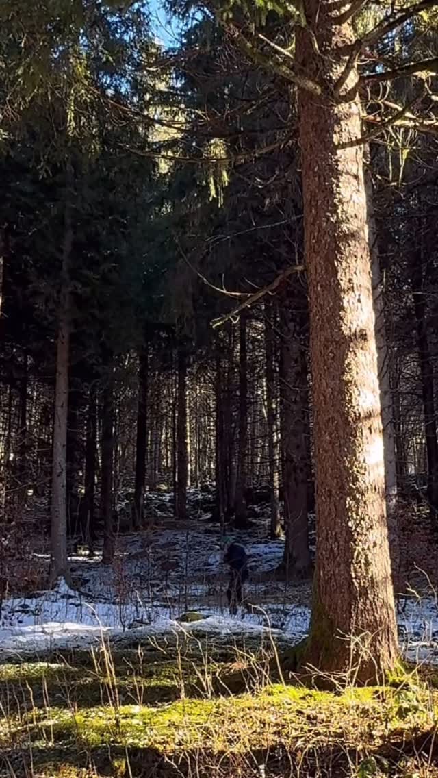 Post 10 by Andrea_blueHybrid on Instagram (video)