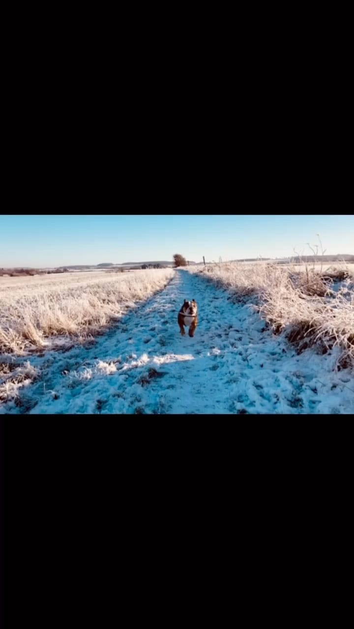 Post 2 by Bulldogdiva on Instagram (video)