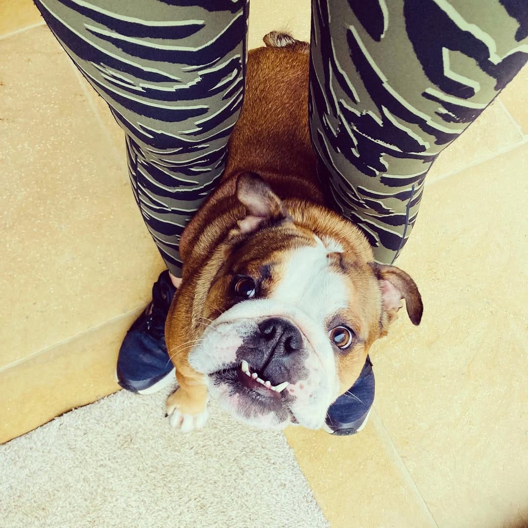 Post 7 by Bulldogdiva on Instagram (image)