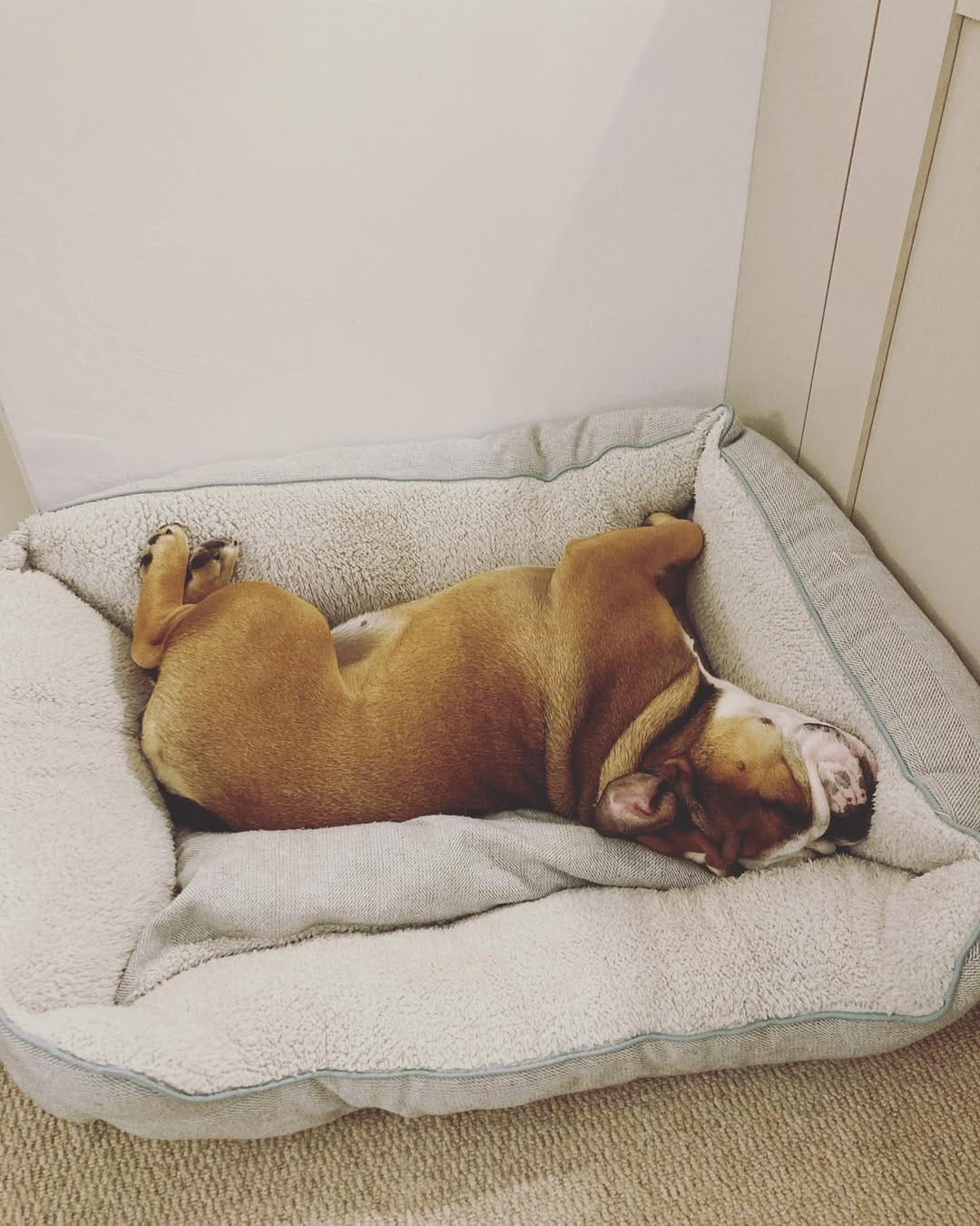 Post 10 by Bulldogdiva on Instagram (image)