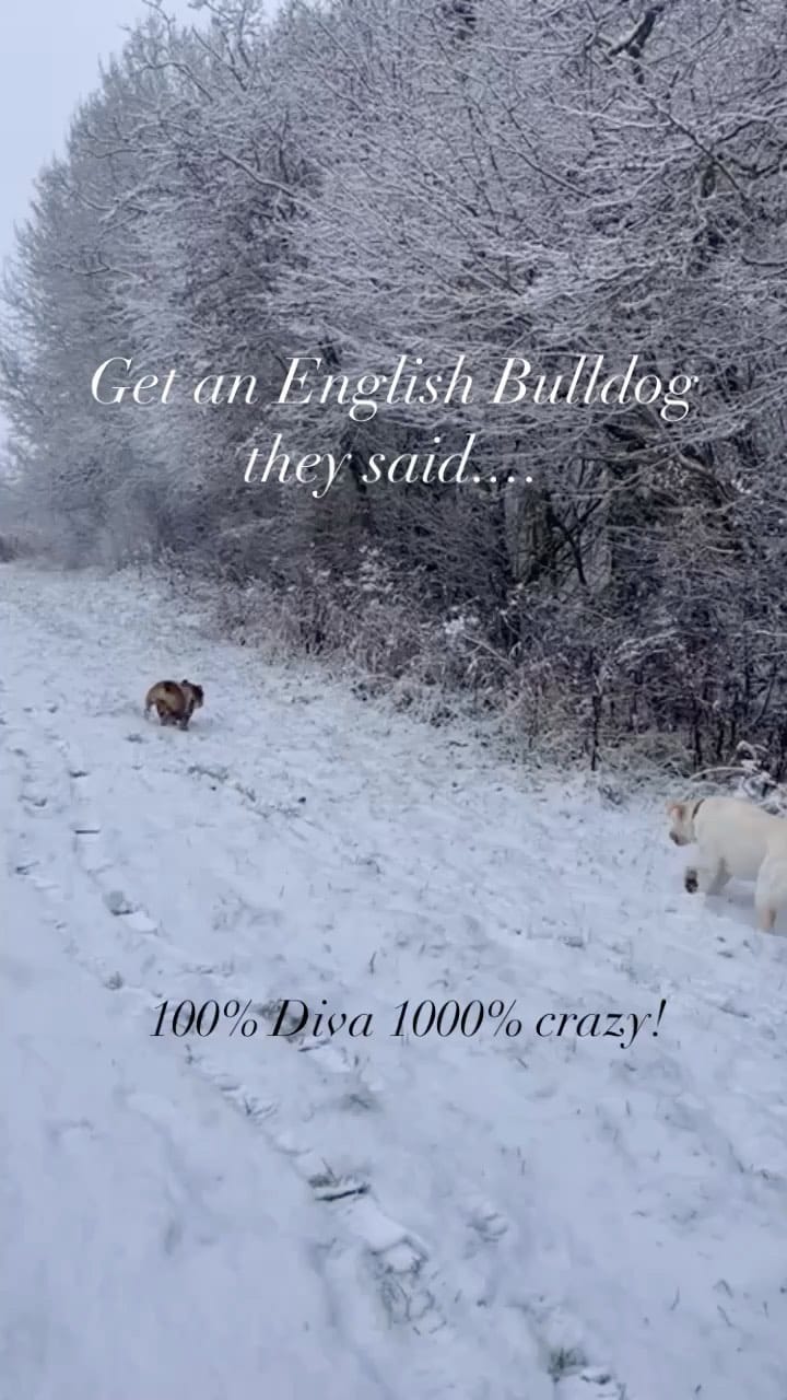 Post 3 by Bulldogdiva on Instagram (video)