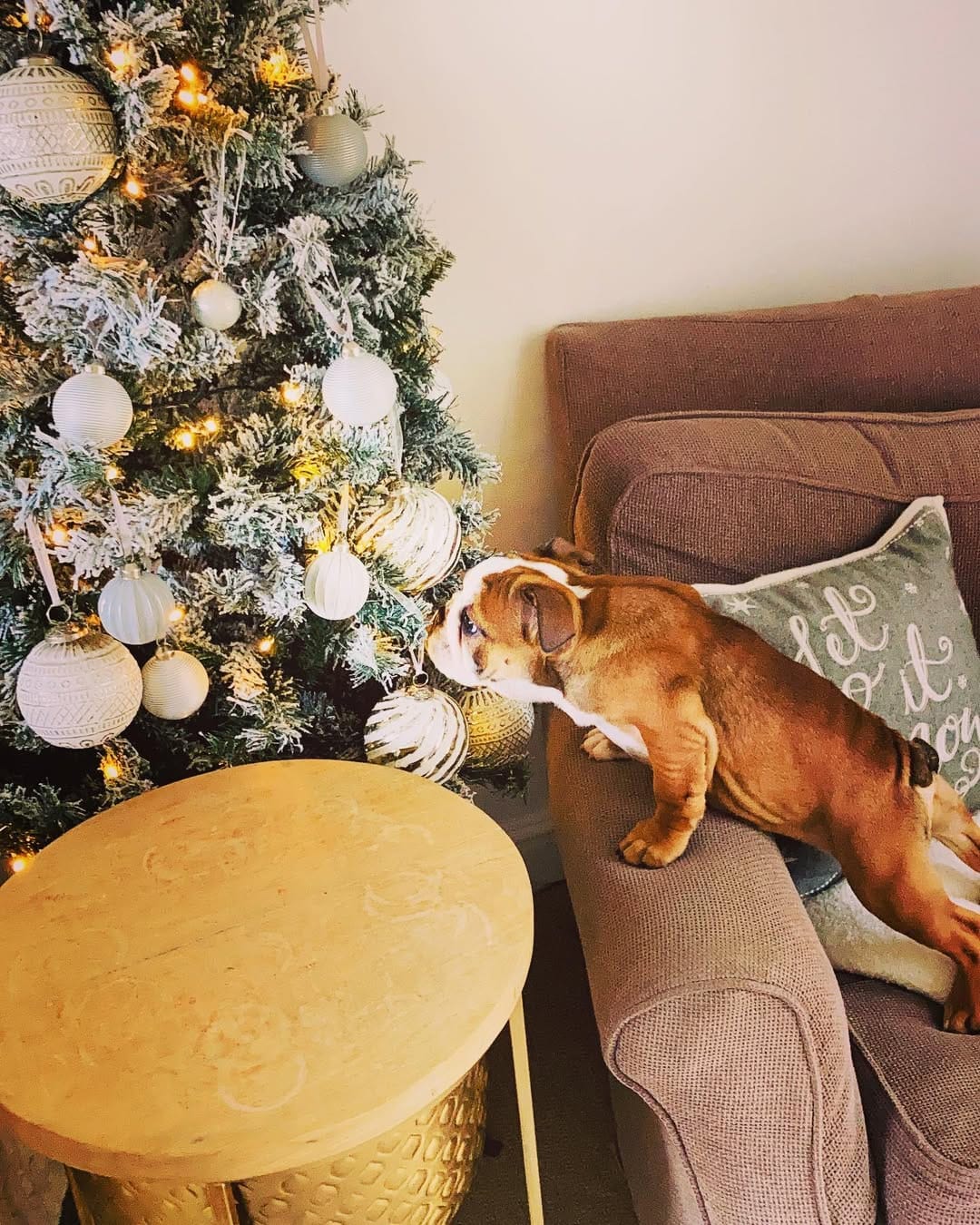 Post 6 by Bulldogdiva on Instagram (image)
