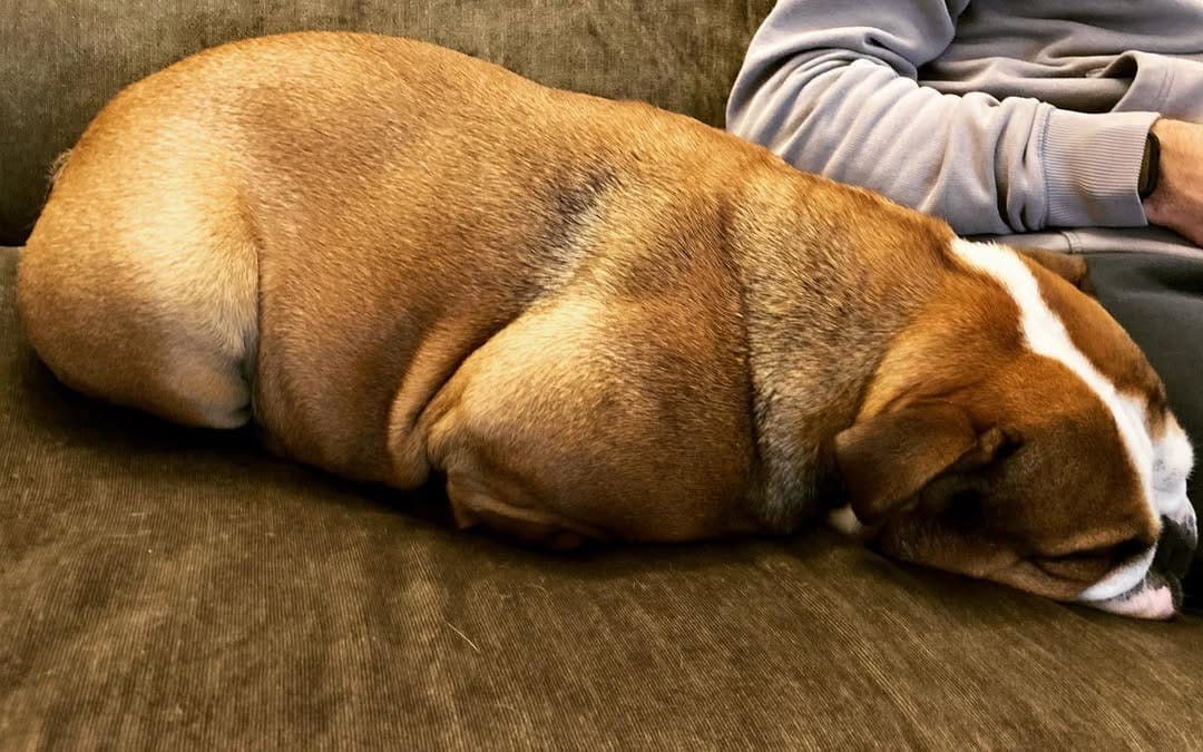 Post 8 by Bulldogdiva on Instagram (image)