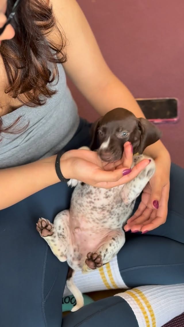 Post 6 by Paws and Breathe UK - Animal Therapy on Instagram (video)