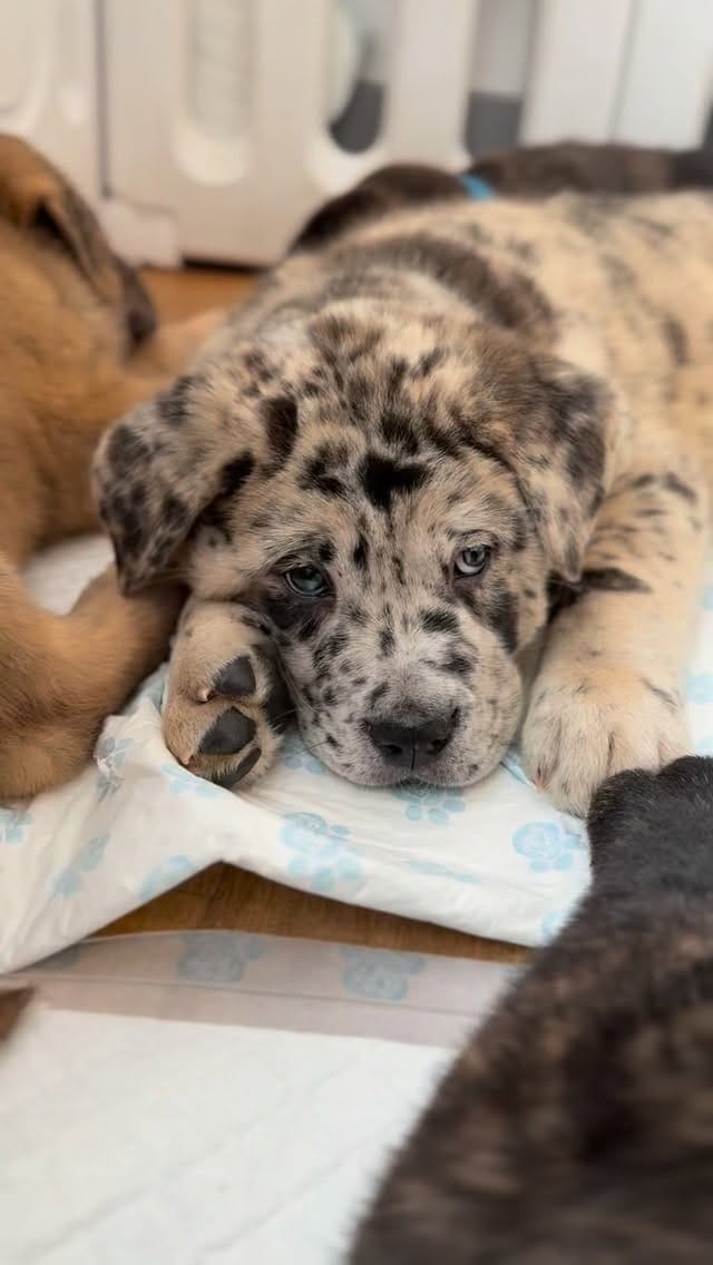 Post 9 by Paws and Breathe UK - Animal Therapy on Instagram (video)