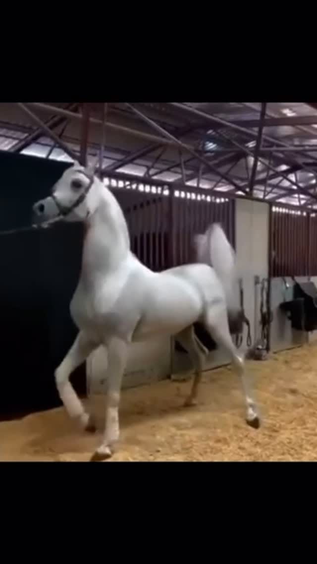 Post 4 by Serwan Aljaff on Instagram (video)