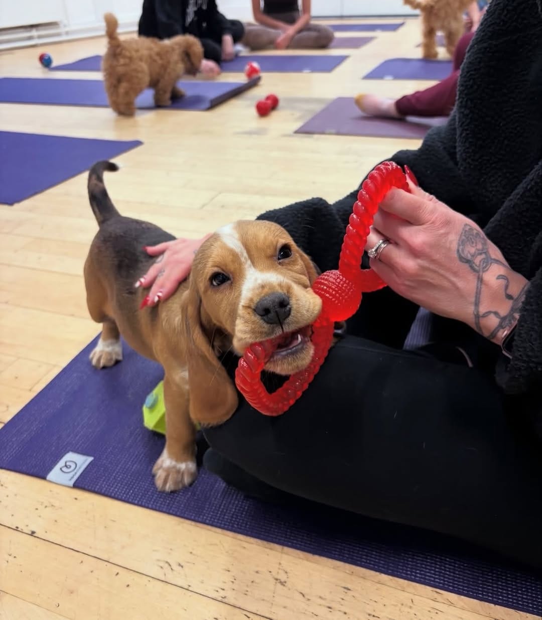 Post 2 by Puppy Yoga Edinburgh on Instagram (carousel)