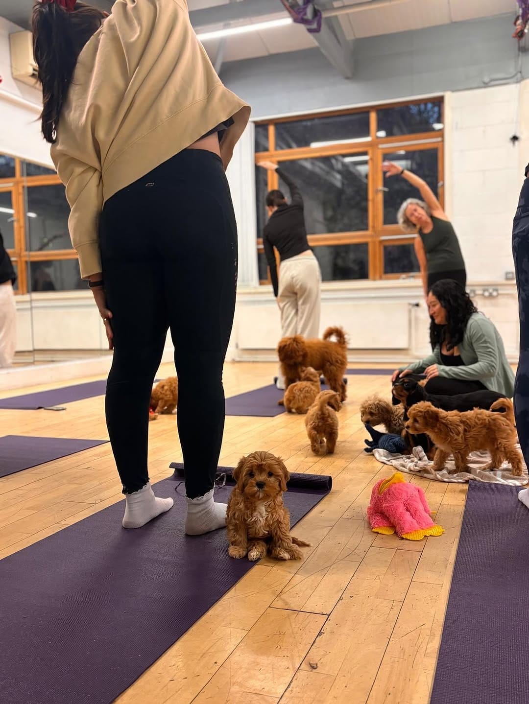 Post 6 by Puppy Yoga Edinburgh on Instagram (carousel)