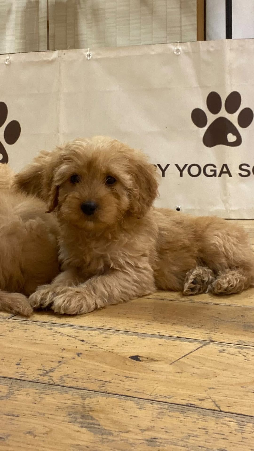 Post 7 by Puppy Yoga Edinburgh on Instagram (video)