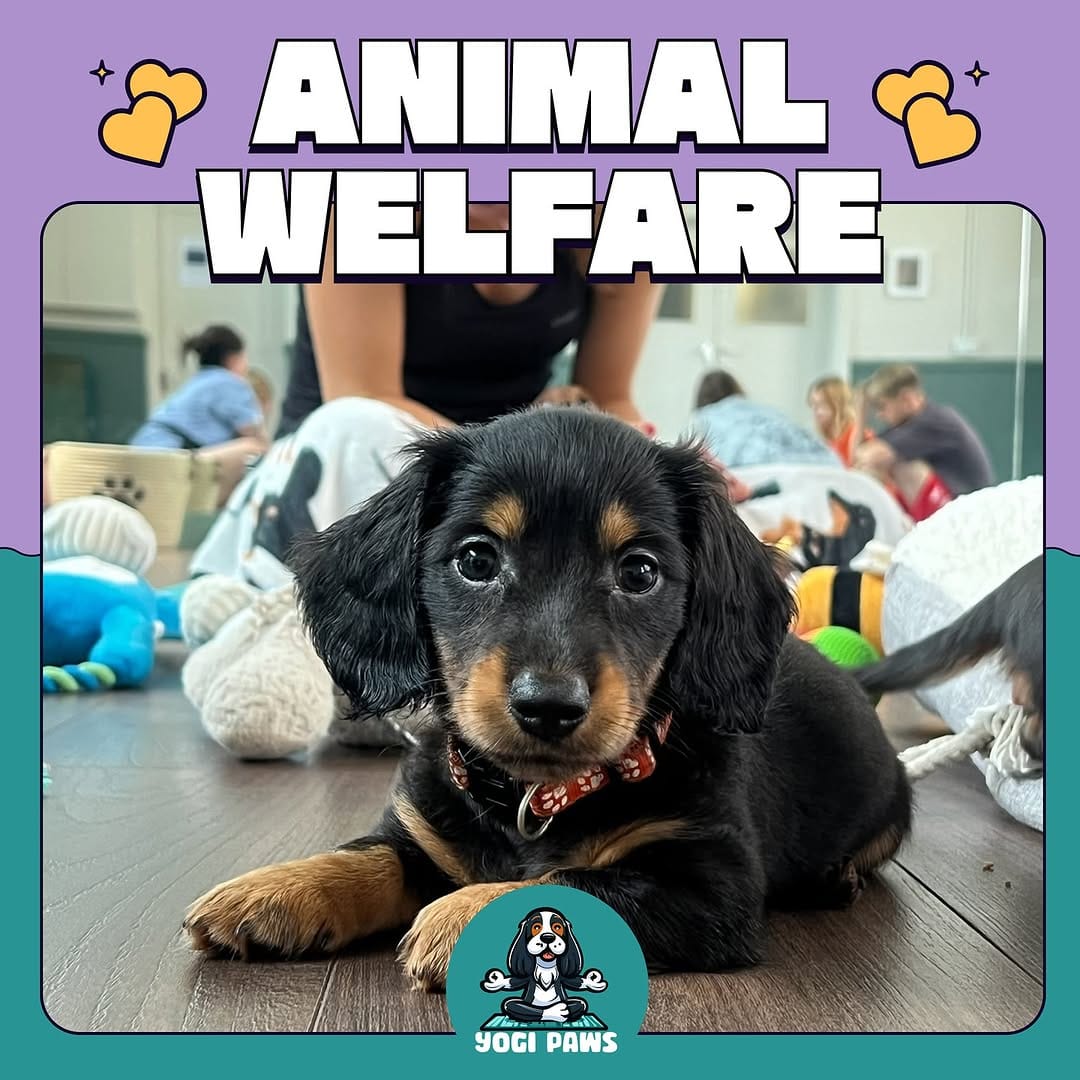 Post 10 by Puppy Yoga - Brighton and Hove on Instagram (carousel)