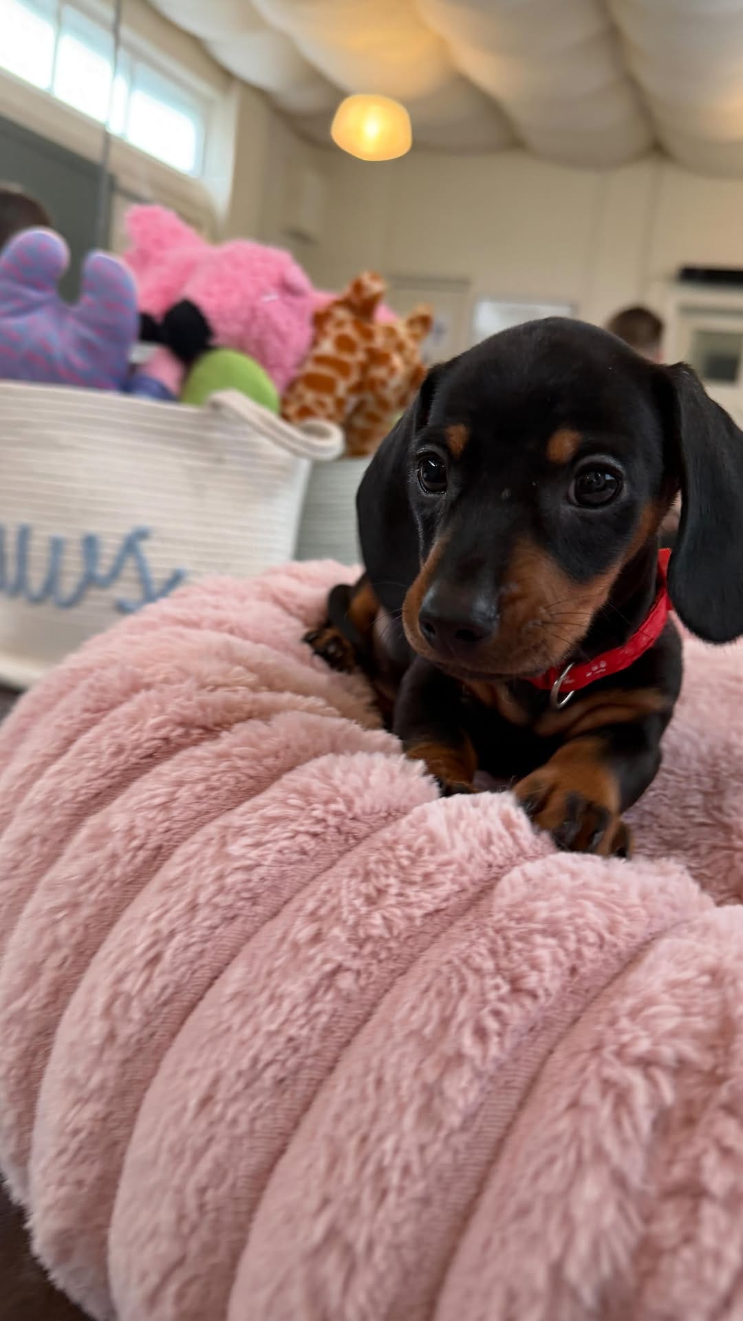 Post 3 by Puppy Yoga - Brighton and Hove on Instagram (video)