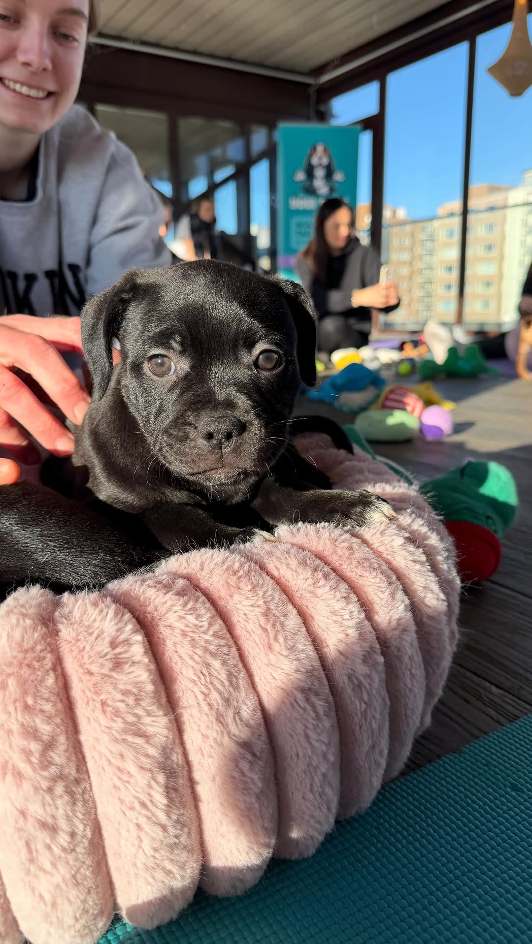 Post 4 by Puppy Yoga - Brighton and Hove on Instagram (video)
