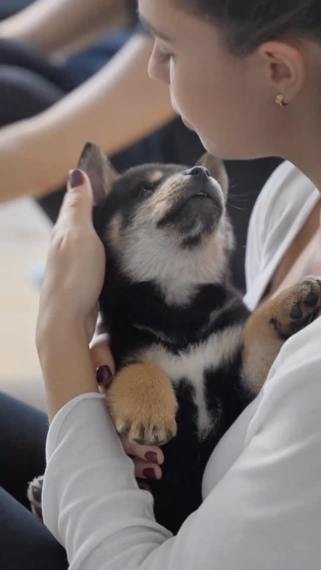 Post 6 by Positiva Puppy Yoga | Australia on Instagram (video)