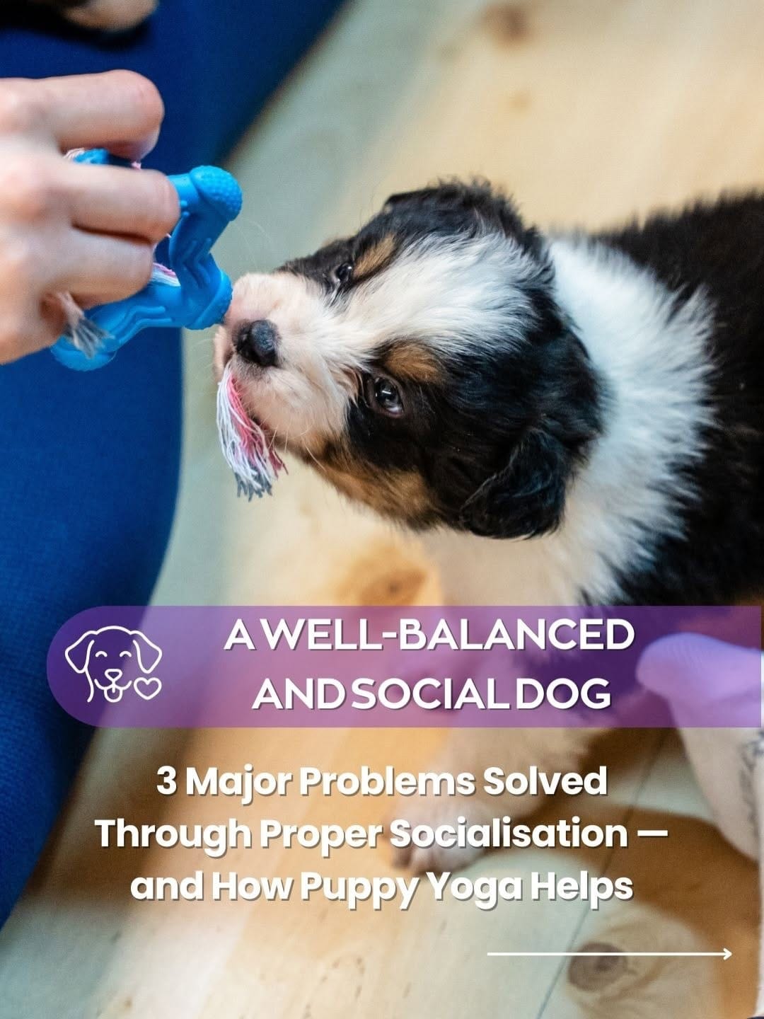 Post 2 by Positiva Puppy Yoga | Australia on Instagram (carousel)