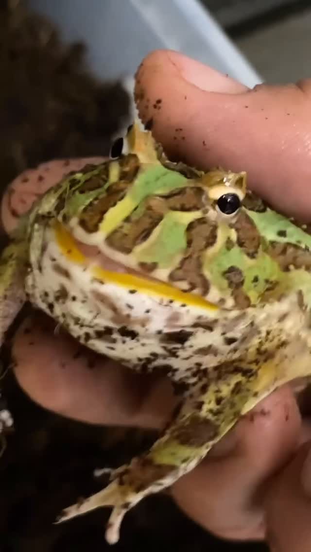 Post 1 by All Reptiles • Reptile Store on Instagram (video)