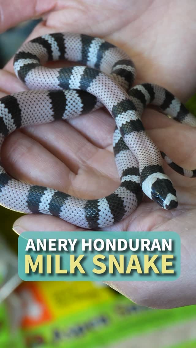 Post 5 by All Reptiles • Reptile Store on Instagram (video)