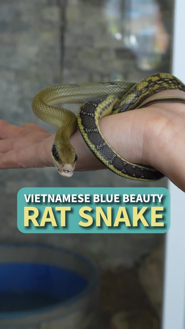 Post 7 by All Reptiles • Reptile Store on Instagram (video)