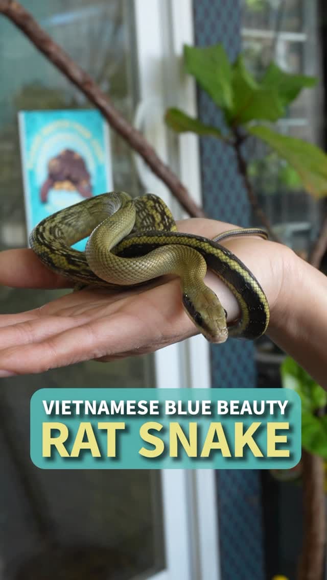Post 4 by All Reptiles • Reptile Store on Instagram (video)