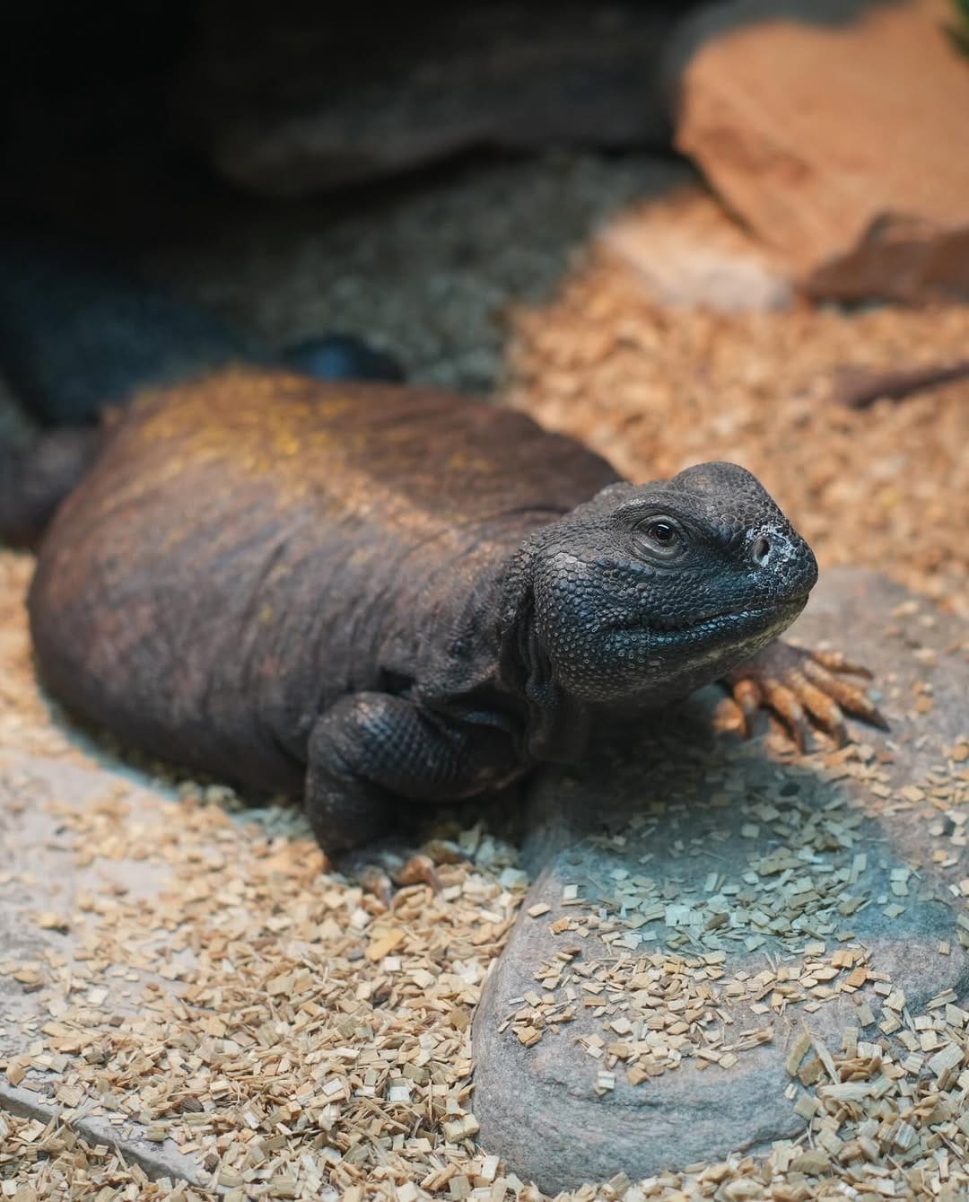Post 6 by All Reptiles • Reptile Store on Instagram (image)