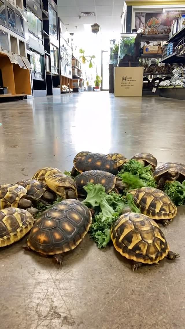 Post 8 by All Reptiles • Reptile Store on Instagram (video)