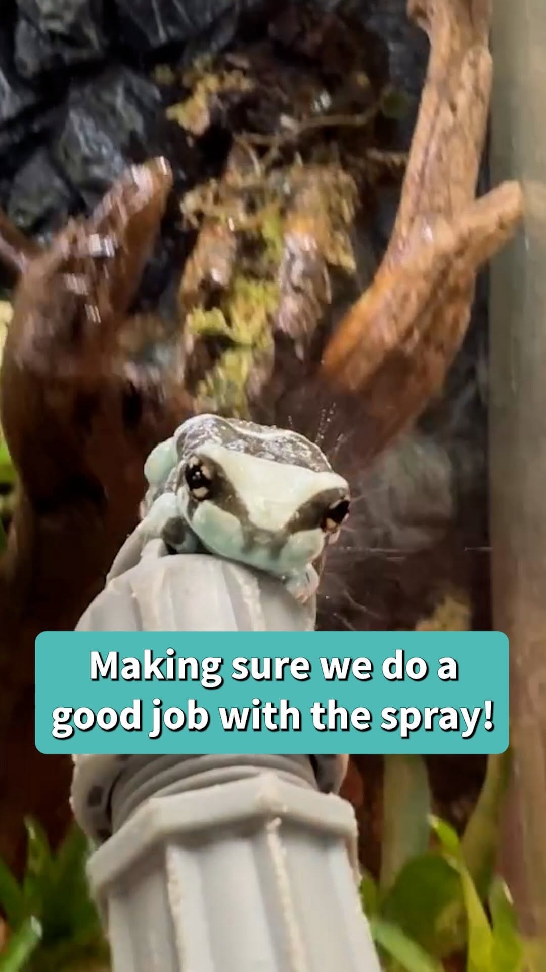 Post 2 by All Reptiles • Reptile Store on Instagram (video)
