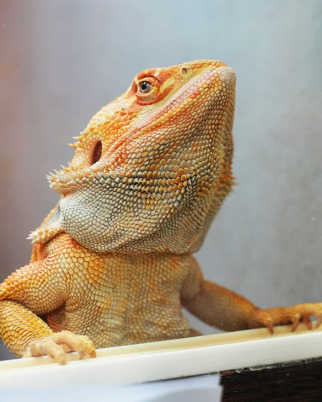 Post 3 by All Reptiles • Reptile Store on Instagram (image)