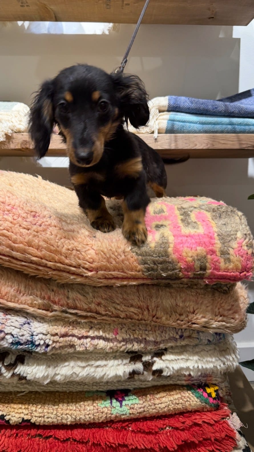 Post 3 by The Boho Lab - Moroccan Rugs on Instagram (video)
