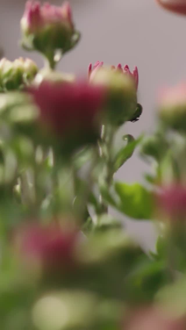 Post 3 by Veradek Outdoor on Instagram (video)