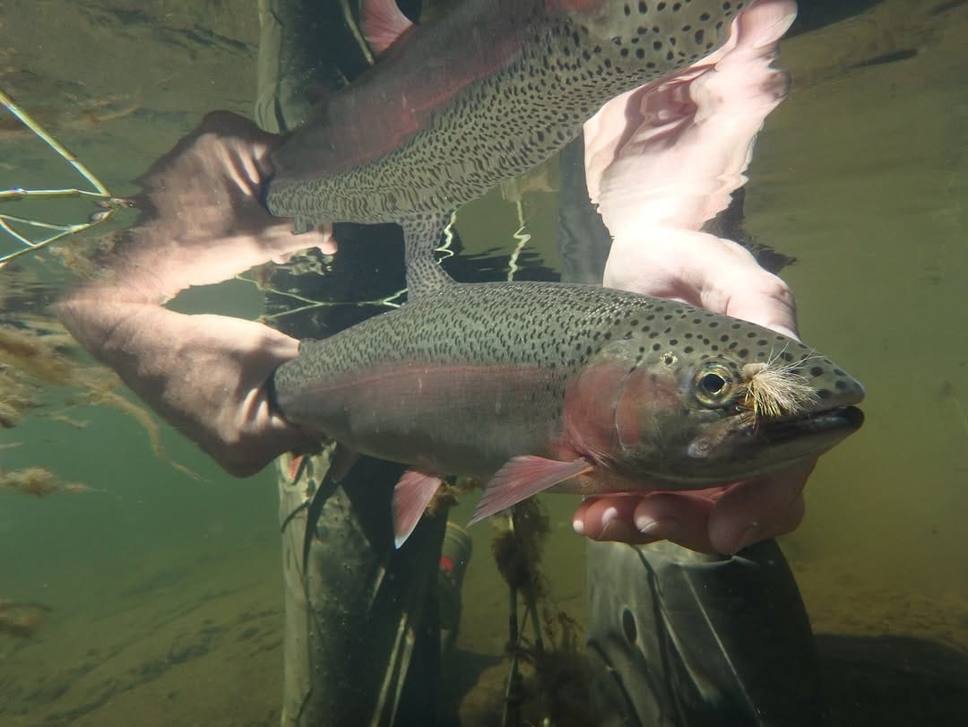 Post 6 by Islander Precision Reels on Instagram (carousel)