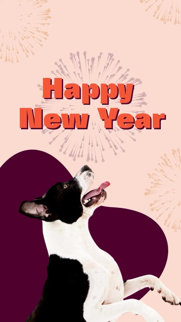 Post 9 by Bone & Biscuit | Pet Store on Instagram (video)