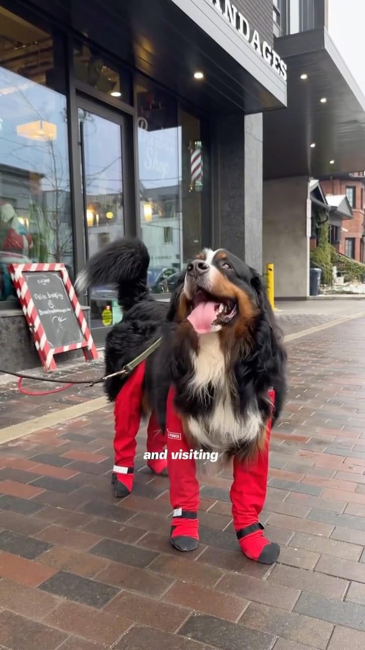 Post 2 by Bone & Biscuit | Pet Store on Instagram (video)