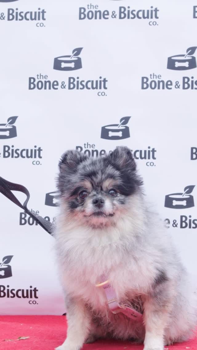 Post 5 by Bone & Biscuit | Pet Store on Instagram (video)