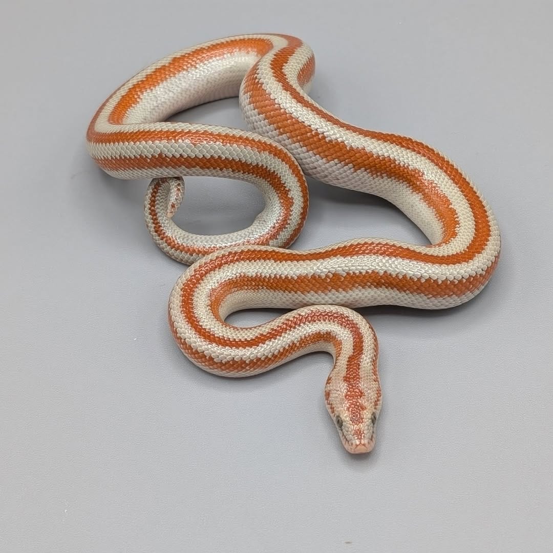 Post 1 by Monarch Reptiles on Instagram (carousel)