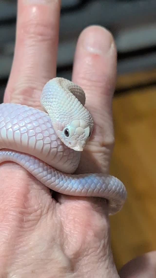 Post 3 by Monarch Reptiles on Instagram (video)